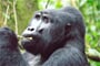 Uganda_gorila-ben-stern-sfGY89Fxl3I-unsplash