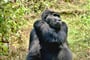 Uganda_gorila-leila-boujnane-ION7ZzzxXQc-unsplash