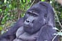 Uganda-Gorila-2011-01-04_15-03-51