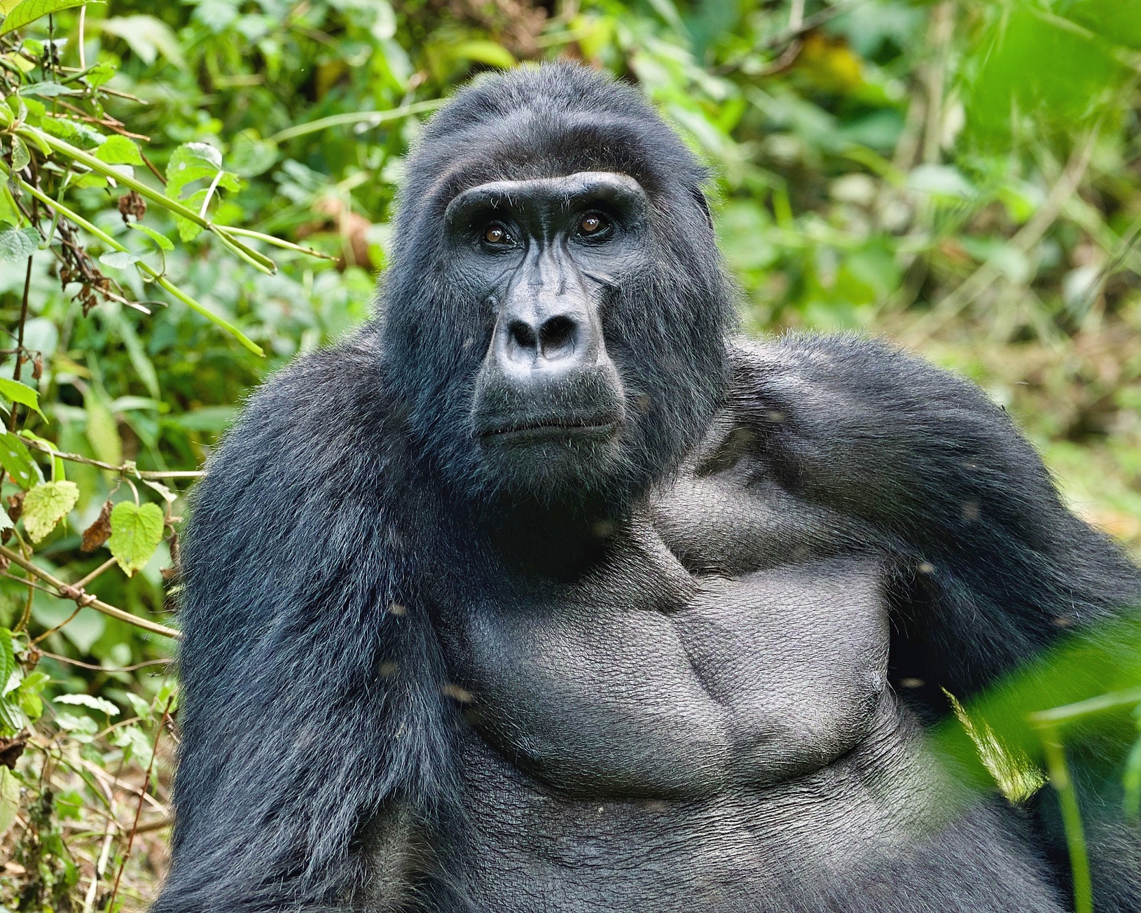 Uganda_gorila-leila-boujnane-qSSAO8Rn6ic-unsplash