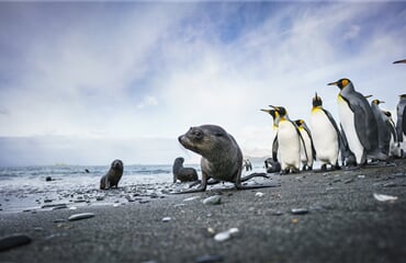Falkland Islands - South Georgia - Antarctica (m/v Hondius)