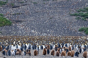 Atlantic Odyssey, excl. Antarctic Peninsula (m/v Hondius)