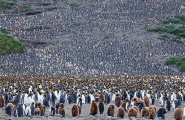 Atlantic Odyssey, excl. Antarctic Peninsula (m/v Hondius)