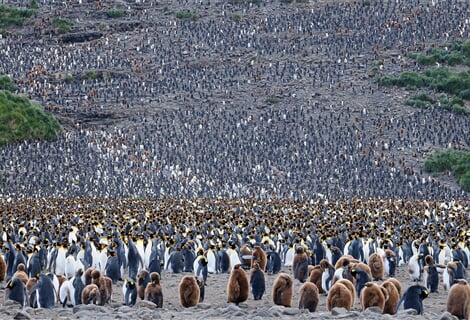 Atlantic Odyssey, excl. Antarctic Peninsula (m/v Hondius)