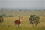 Foto - Okruh Ugandou a horské gorily