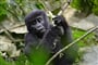 Foto - Okruh Ugandou a horské gorily