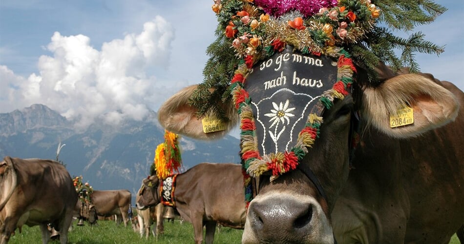 Svátečně vyzdovené krávy