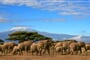 Foto - Keňa - volání divočiny