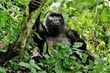 Uganda - Gorila