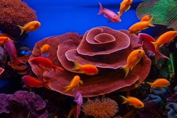 Eilat (9)