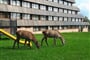 Hotel Titris (30)