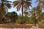 Nizwa (3)