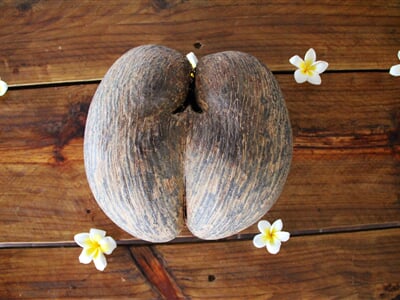 Kokosový ořech z palmy Coco de Mer ze souostroví Seychely