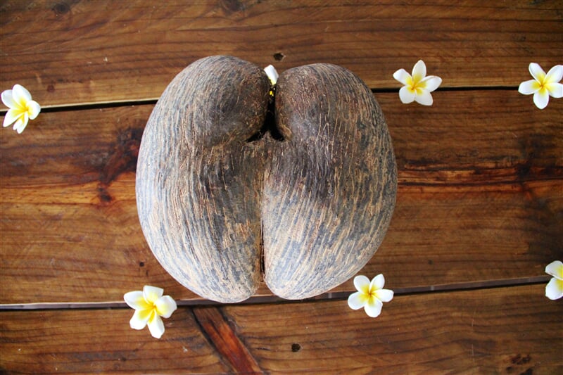 Kokosový ořech z palmy Coco de Mer ze souostroví Seychely