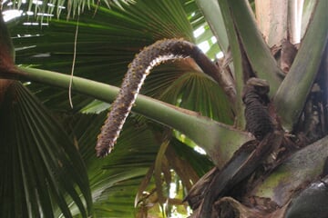 Mužské květenství seychelské palmy Coco de Mer