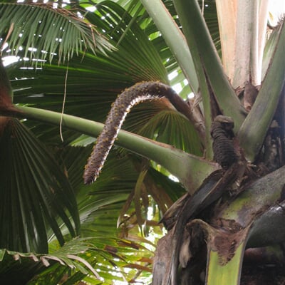 Mužské květenství seychelské palmy Coco de Mer