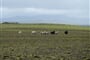 Islandské ovce