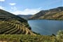 Portugalsko - vinice nad řekou Douro