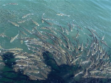 19 Ryby v Zadare (Peter B.)