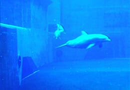 Norimberk - Delfíní show v ZOO Norimberk