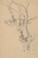 Štúdia stromu
