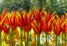 Holandsko - Země Tulipánů