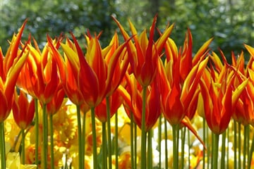 Holandsko - Země Tulipánů
