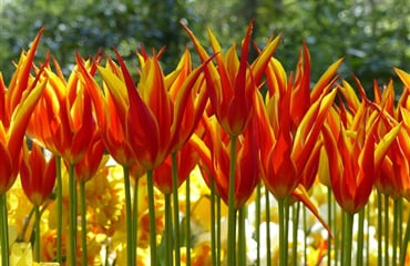 Holandsko – Země Tulipánů