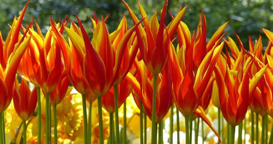 Holandsko a tulipány