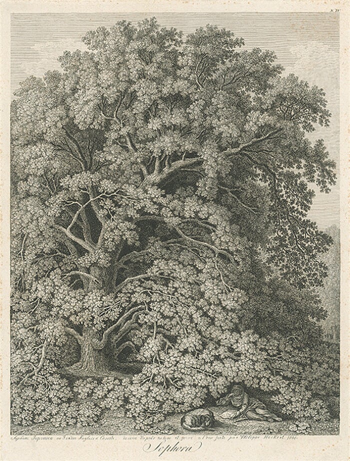 Sophora japonská