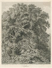 Sophora japonská