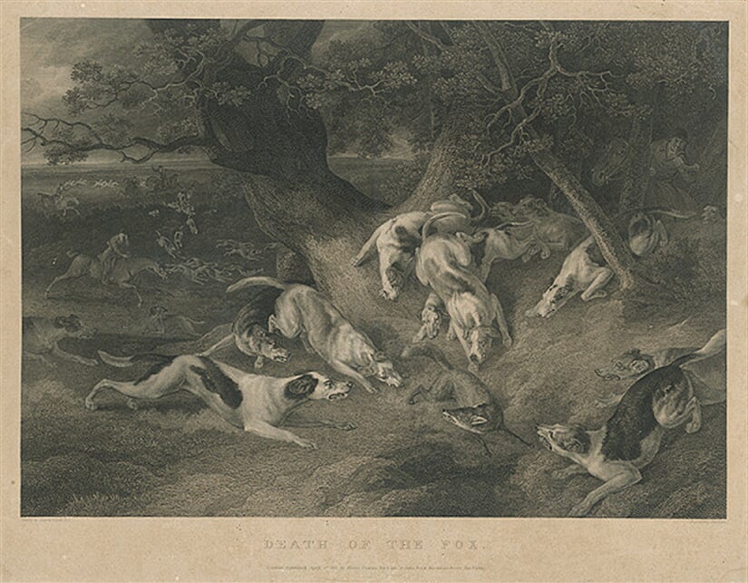 Hon na líšku