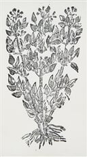 Rastlina