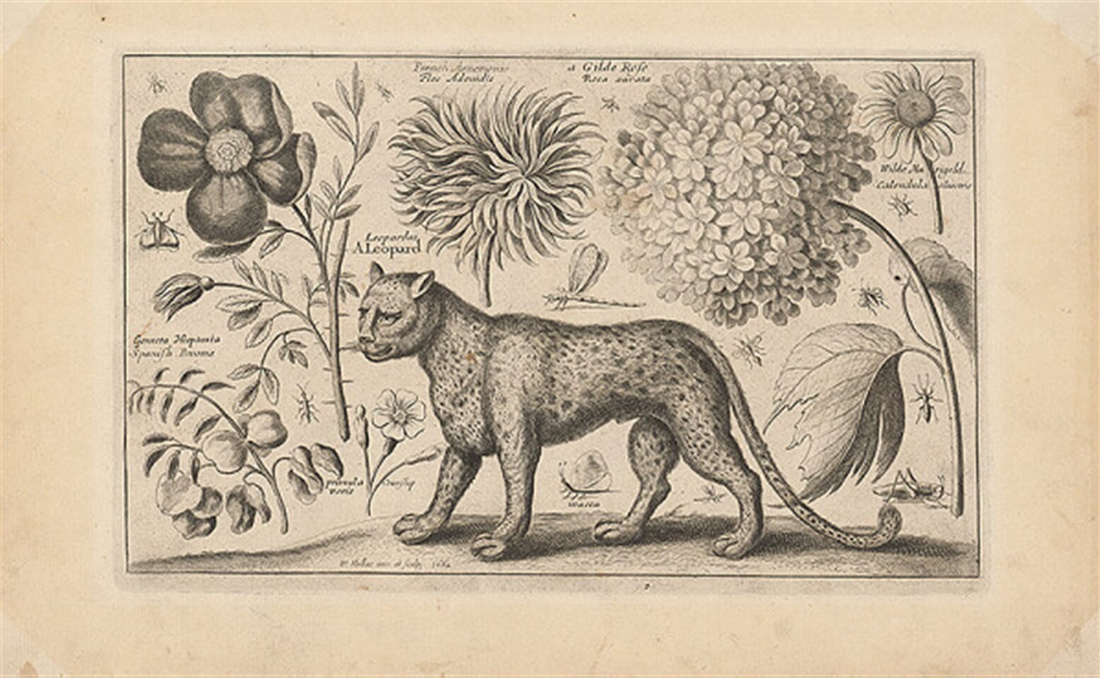 Leopard