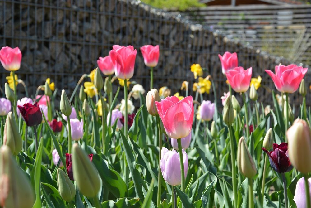 Tulpenpracht (c) DIE GARTEN TULLN