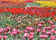 Floriade 1