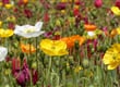 Floriade 3