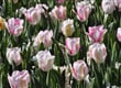 Floriade 5