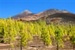 Borovice v Las Canadas del Teide - Tenefire