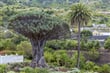 Tenerife, dračinec v Icod de los Vinos