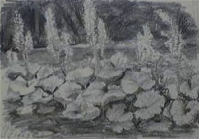 Lupina