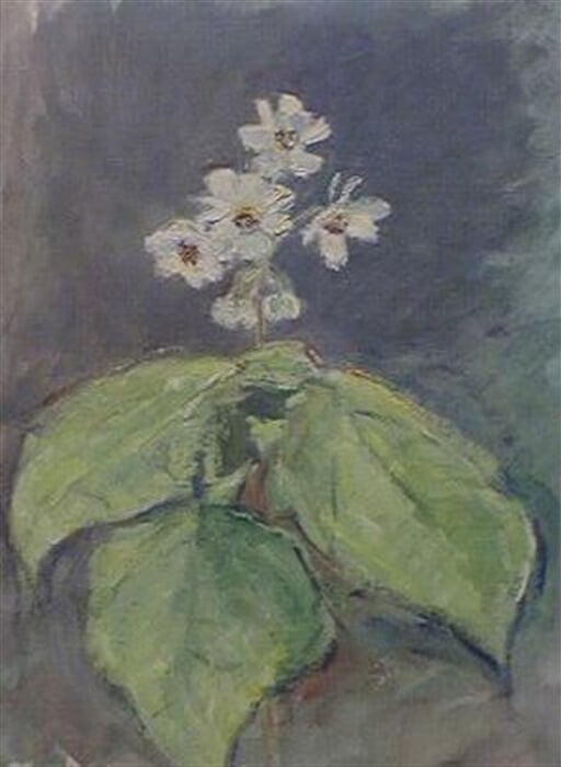 Pokojová květina