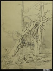Obrovské duby