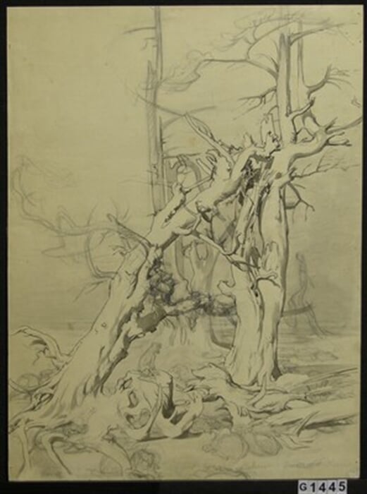 Obrovské duby
