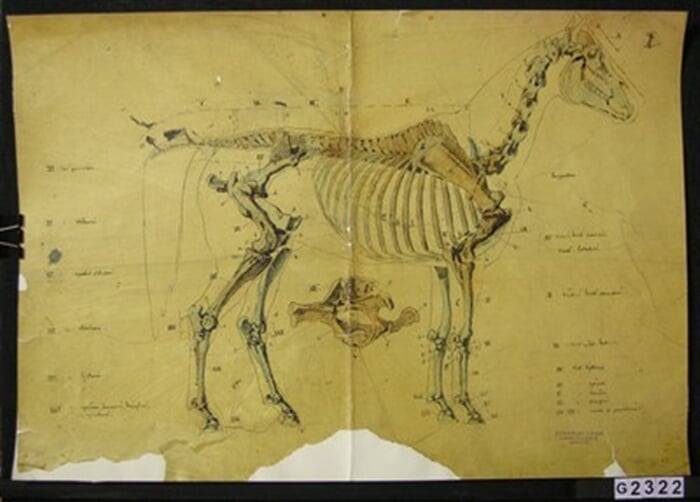 Anatomie koně II.