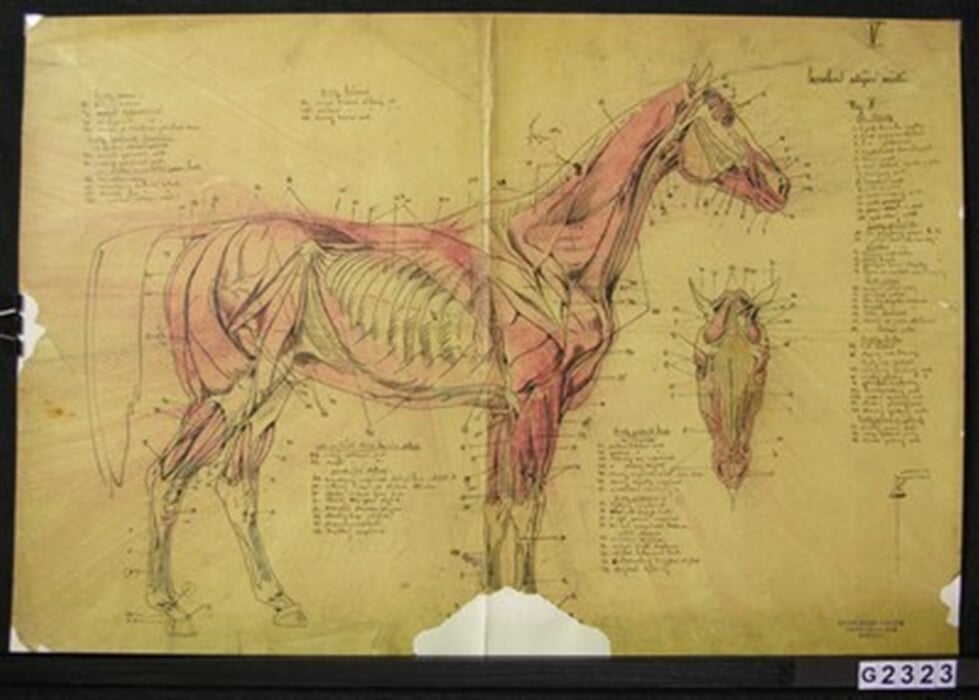 Anatomie koně III.
