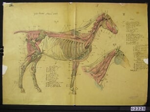 Anatomie koně V.