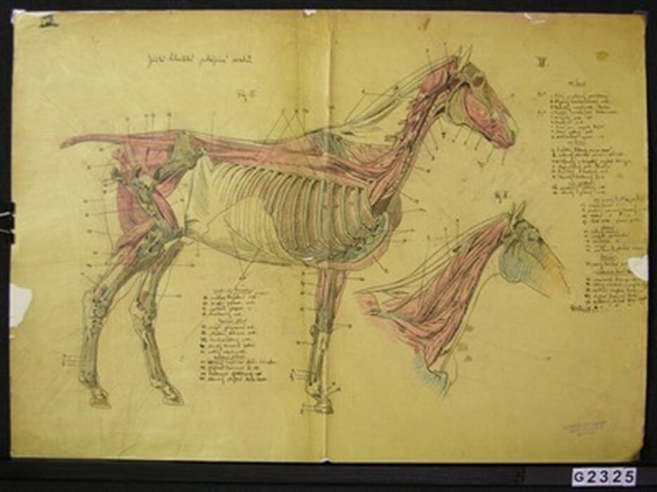 Anatomie koně V.
