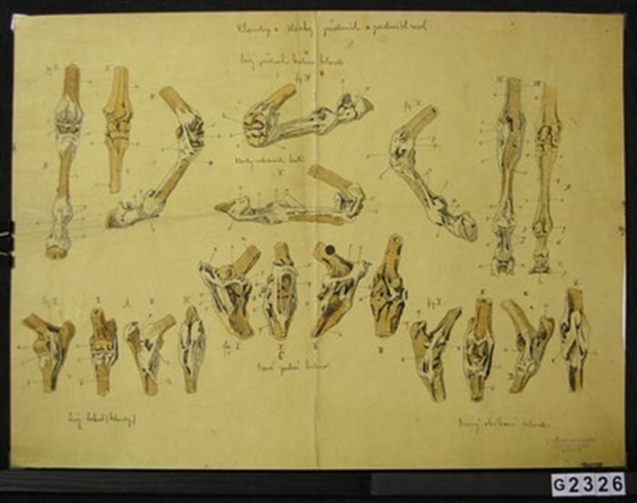 Anatomie kone VI.