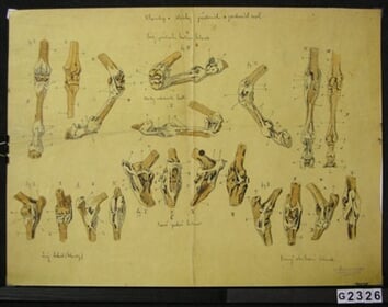 Anatomie kone VI.